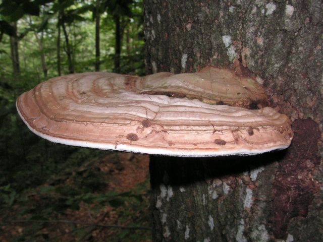 fungus, Brownsville Trail to Ascutney, 2005